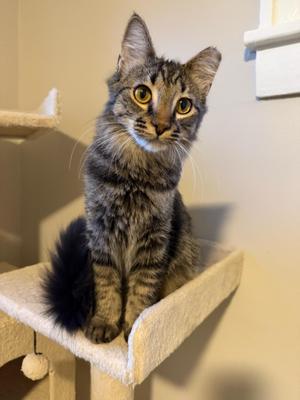 Alicent, kitten, available for adoption