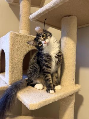 Rhaenyra, kitten, available for adoption