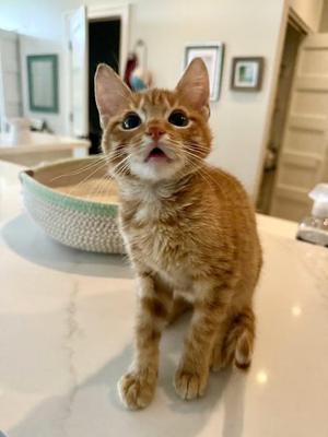 Tortellini, kitten, available for adoption