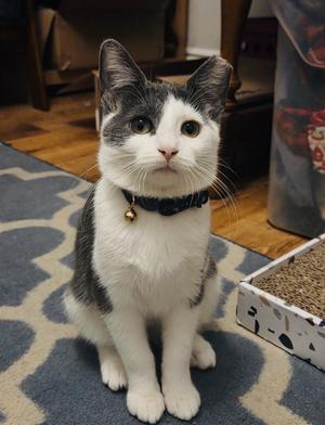 Sidney, young, available for adoption