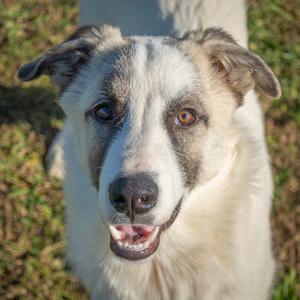 Bonez, Pyrenees, Great, available for adoption