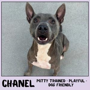 A gray and white dog with pointed ears and a white chest patch, sitting on a gray surface. The dog is looking up with its mouth open, showing its teeth. The text below the image reads "CHANEL POTTY TRAINED - PLAYFUL - DOG FRIENDLY."