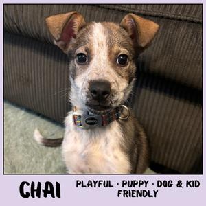 Chai, Mixed Breed (Small), puppy, available for adoption
