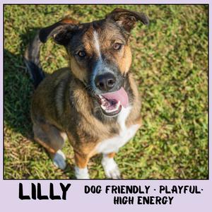 Lilly, Mixed Breed (Medium), available for adoption