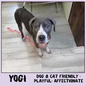 Yogi, Mixed Breed (Medium), available for adoption