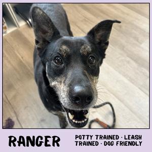 Ranger, Mixed Breed (Large), adult, available for adoption