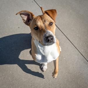A brown and white dog looking up at the camera on a concrete surface.