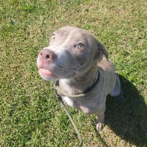Kimberly, Mixed Breed (Medium), available for adoption