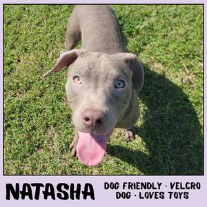 Natasha, Mixed Breed (Medium), available for adoption