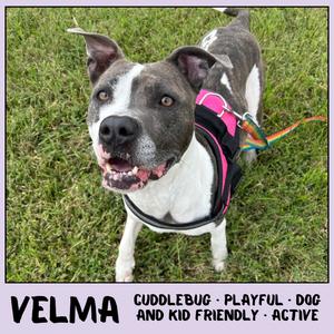 Velma, Terrier, Pit Bull, adult, available for adoption