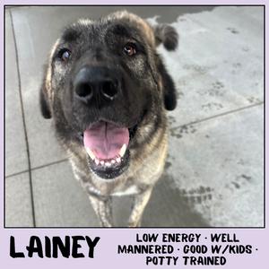 Lainey, Shepherd, Anatolian, adult, available for adoption
