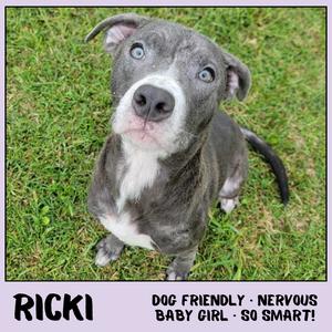 Ricki, Mixed Breed (Medium), available for adoption