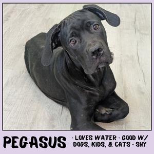 Pegasus, Mastiff, Cane Corso, available for adoption