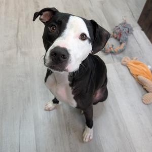 A black and white dog sitting on a wooden floor, looking up at the camera with its ears perked up. There are two toys in the background, one gray and one orange.