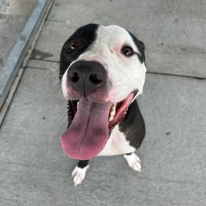 A black and white dog with its tongue out, looking up at the camera.
