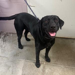 Robin, Retriever, Black Labrador, adult, available for adoption