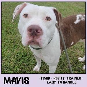 Mavis, Bulldog, American, adult, available for adoption
