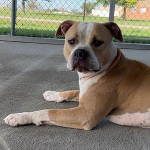 Chanel, Bulldog, American, adult, available for adoption