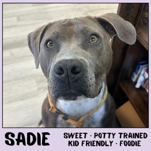 Sadie, Terrier, American Staffordshire, adult, available for adoption