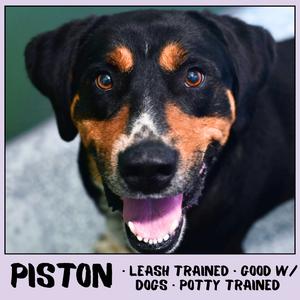 Piston, Hound, adult, available for adoption