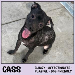 Cass, Chihuahua, available for adoption