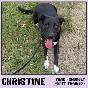 Christine, Retriever, Black Labrador, adult, available for adoption