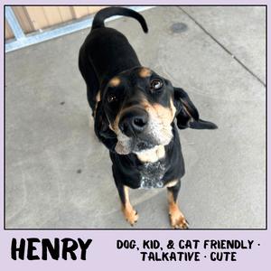 Henry, Coonhound, adult, available for adoption