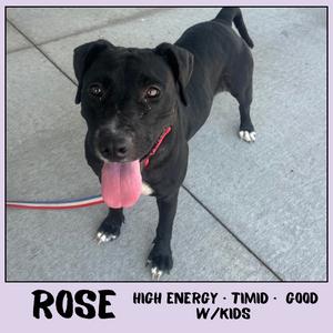 Rose, Mixed Breed (Medium), adult, available for adoption