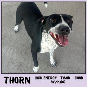 Thorn, Mixed Breed (Medium), adult, available for adoption