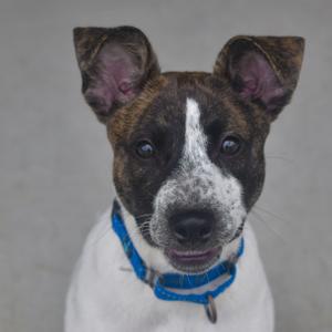 A close-up of a brown and white dog with a blue collar, looking directly at the camera.