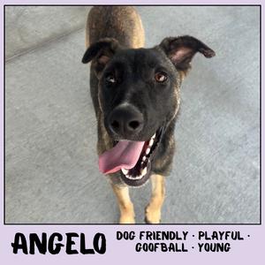 Angelo, Shepherd, German, available for adoption