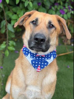 Dax, Anatolian Shepherd, adult, available for adoption