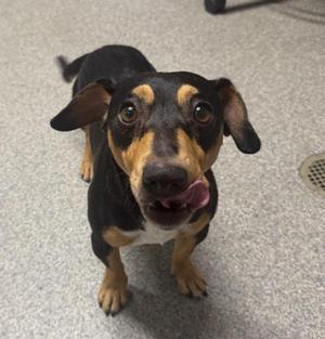 Buff Boy, Dachshund, adult, available for adoption