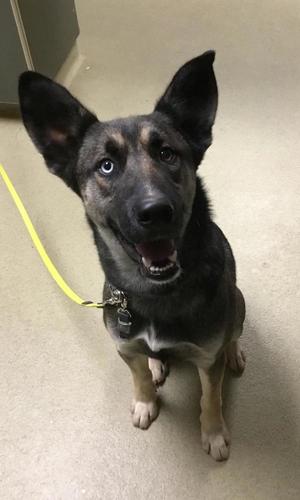 Dozer, German Shepherd Dog / Siberian Husky, senior, available for adoption