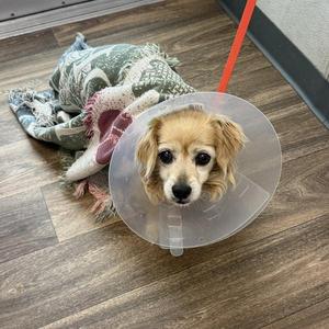 A dog wearing a cone, lying on a blanket on a wooden floor.