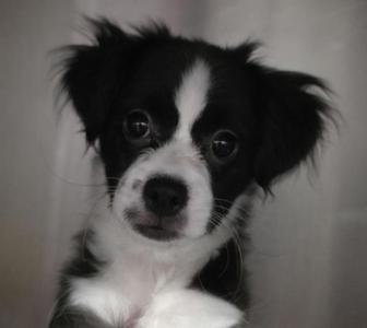 black and white puppy with big eyes