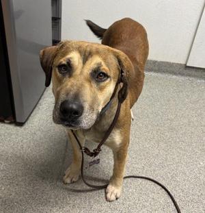Arrow, Shepherd, adult, available for adoption