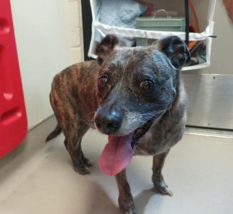 Cadillac, Terrier, senior, available for adoption