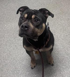 Astar, American Bully, adult, available for adoption