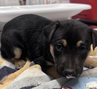 Angel, Pit Bull Terrier, puppy, available for adoption