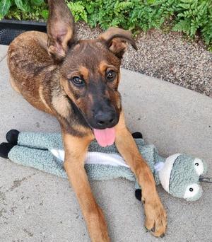 Jasper, Belgian Shepherd / Sheepdog / German Shepherd Dog, young, available for adoption