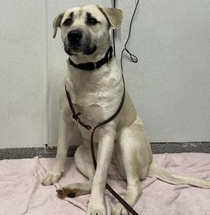 A light-colored dog sitting on a pink blanket, wearing a black collar and leash.
