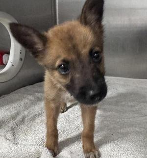 A small brown puppy with large ears and dark eyes standing on a white towel.