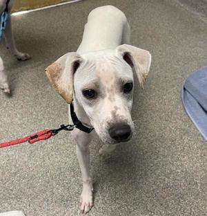 A white dog with brown spots on its ears and face, wearing a black collar and red leash, standing on a gray carpet.