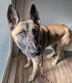 Diamond Girl, German Shepherd Dog / Siberian Husky, young, available for adoption