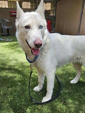 Bluebell, Siberian Husky, adult, available for adoption