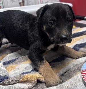 Chip, Pit Bull Terrier, puppy, available for adoption