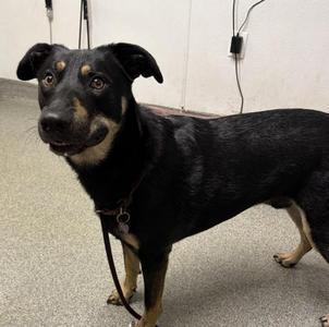 Charlie, Doberman Pinscher, adult, available for adoption