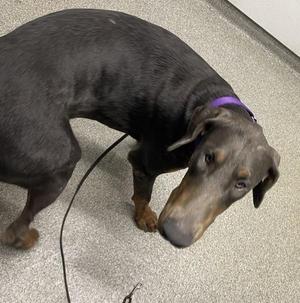 Baguette, Doberman Pinscher, young, available for adoption