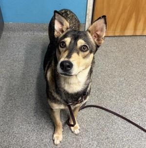 Chikis, Chihuahua, young, available for adoption
